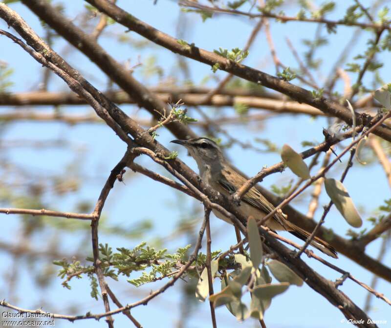 Agrobate du Kalahariadulte, habitat, camouflage