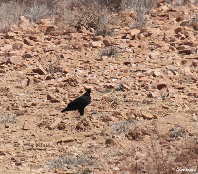 Verreaux's Eagle