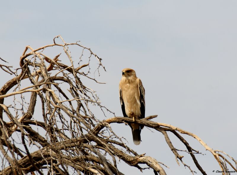 Tawny Eagle