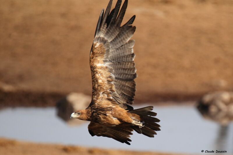 Aigle ravisseur