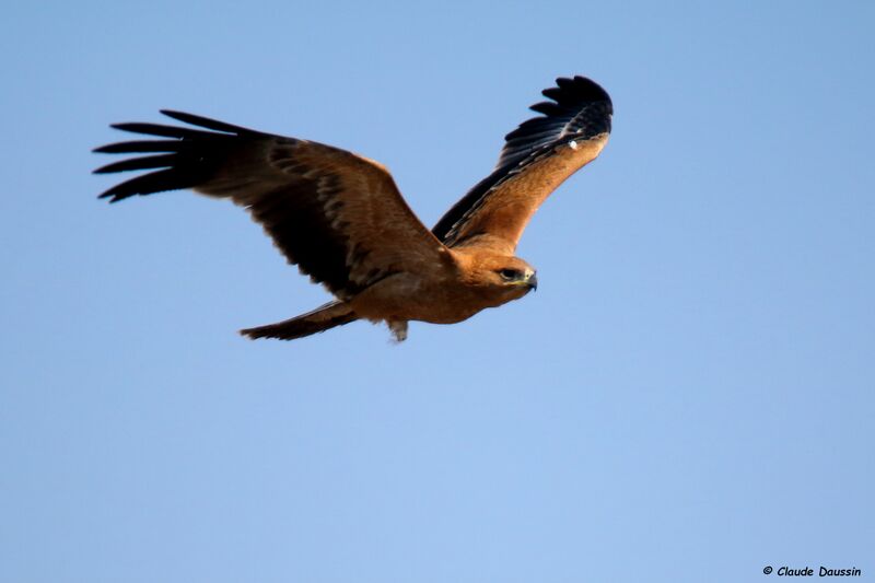 Aigle ravisseur