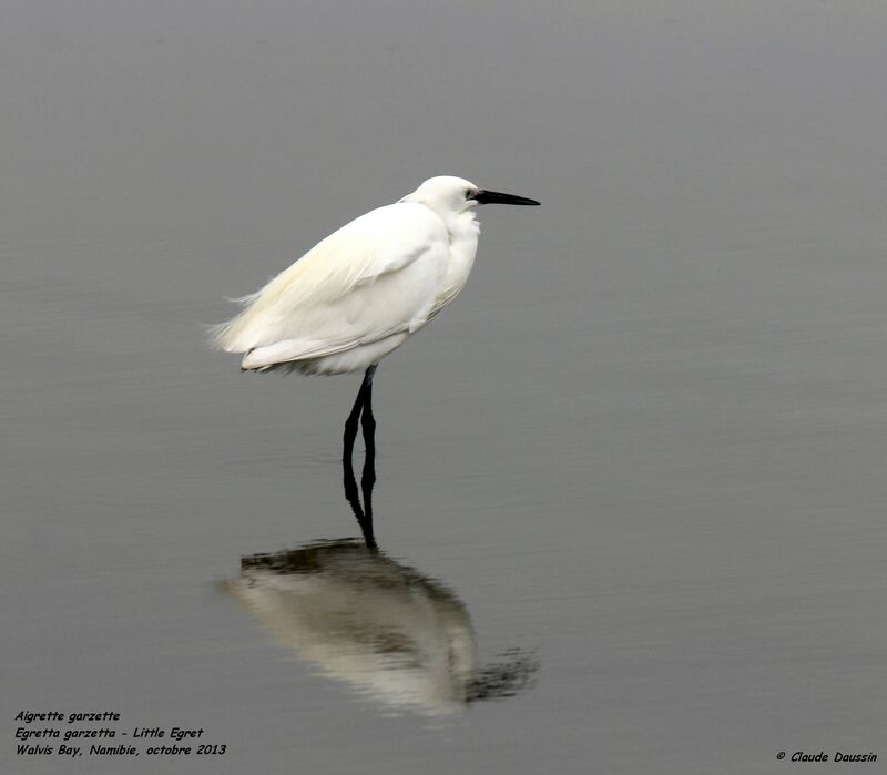 Aigrette garzette