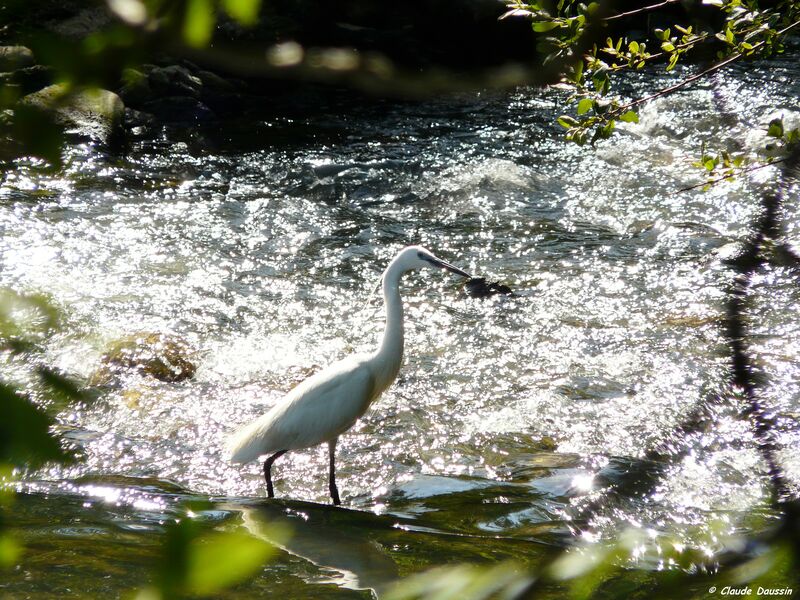 Aigrette garzette