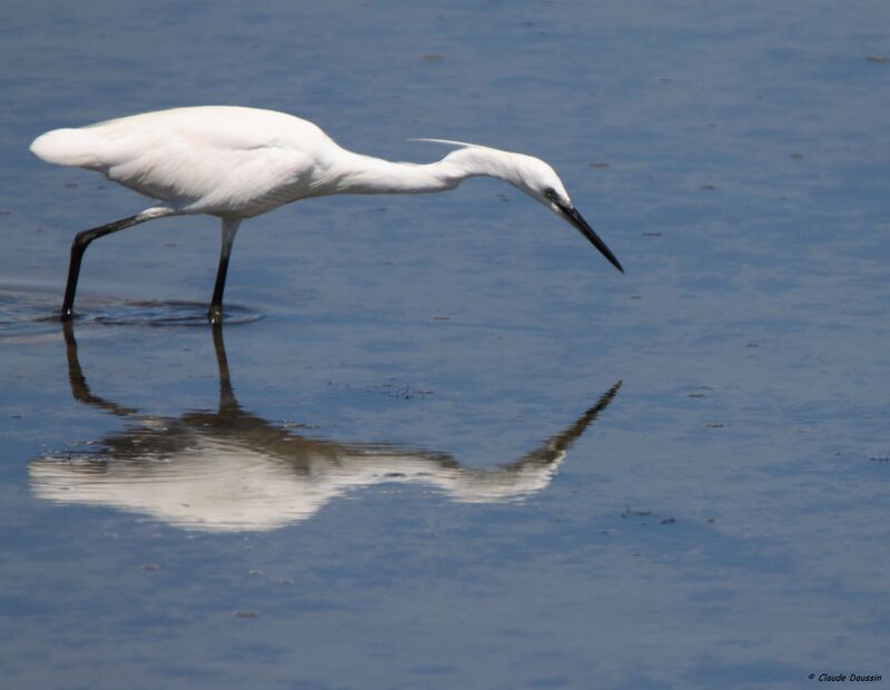 Aigrette garzette