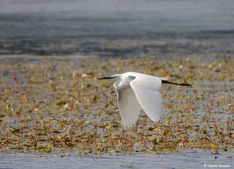 Aigrette garzette