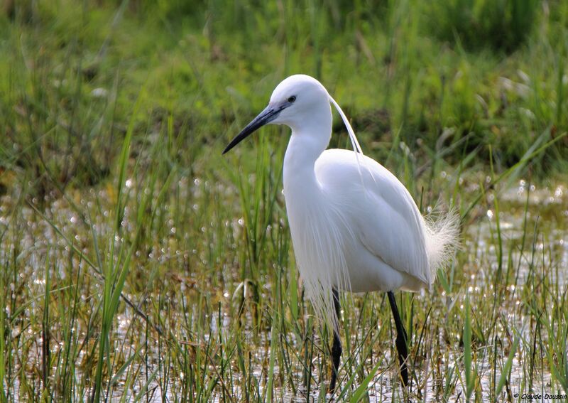 Aigrette garzette