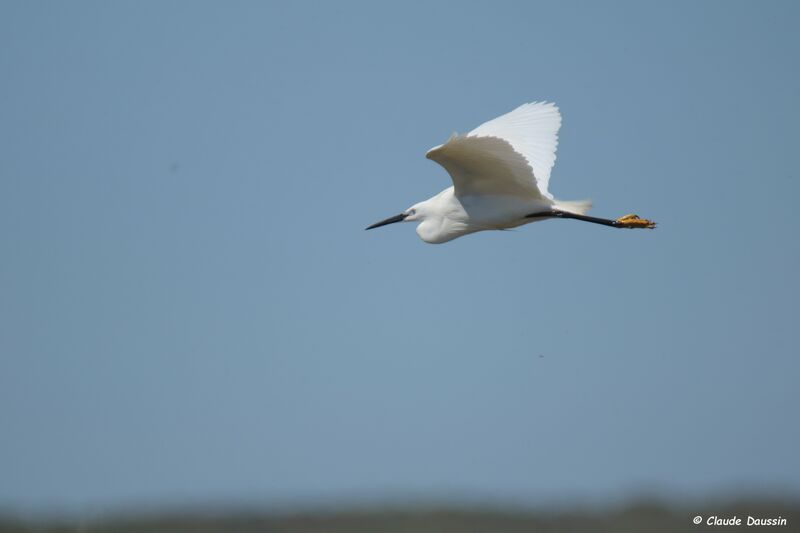 Aigrette garzette