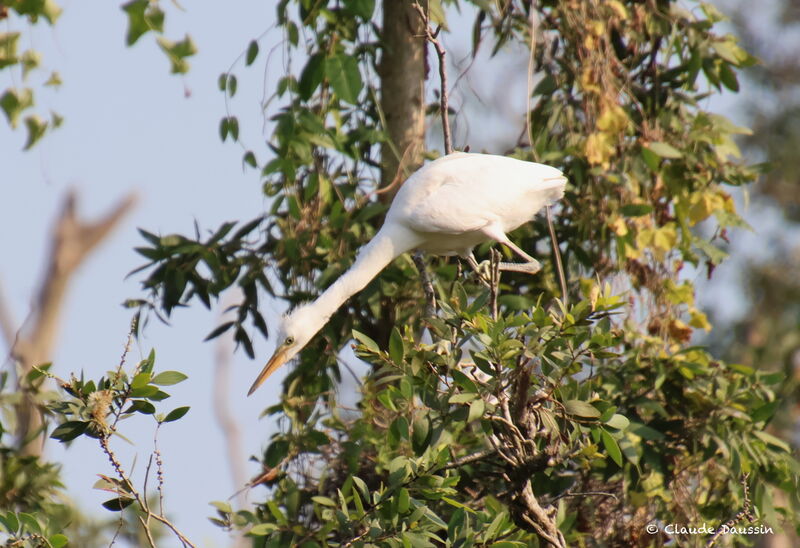 Aigrette sacrée