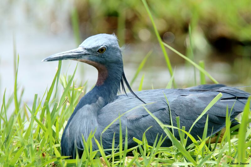 Slaty Egret