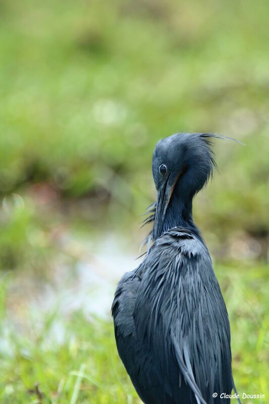 Slaty Egret