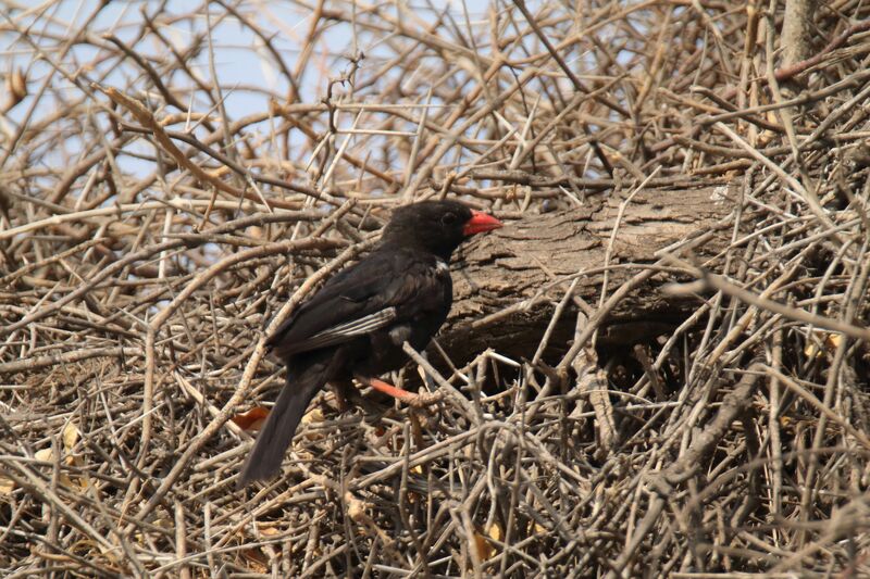 Red-billed Buffalo Weaver