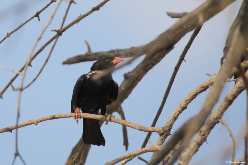 Red-billed Buffalo Weaver