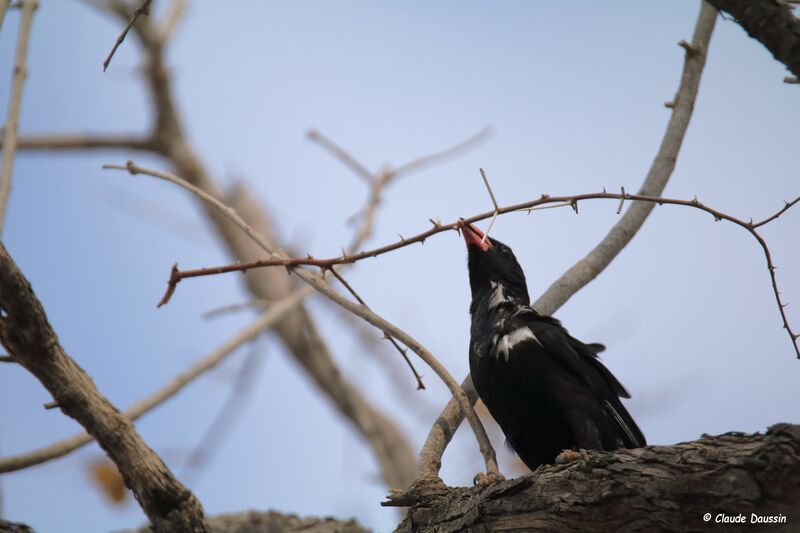 Red-billed Buffalo Weaver