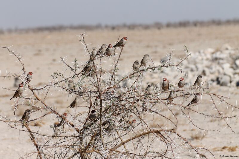 Red-headed Finch