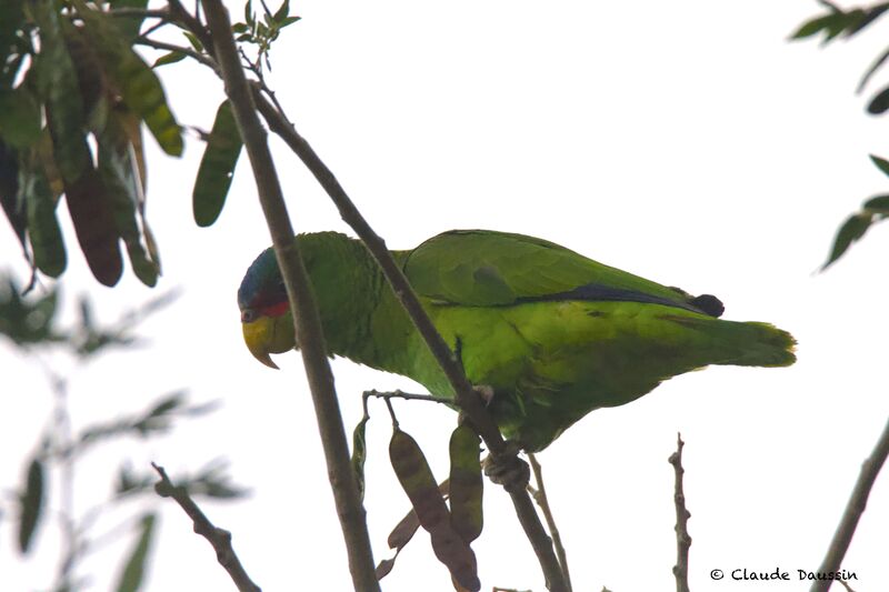 Red-lored Amazonadult