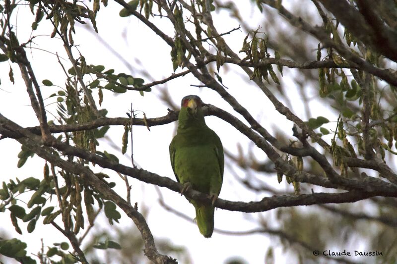 Red-lored Amazonadult