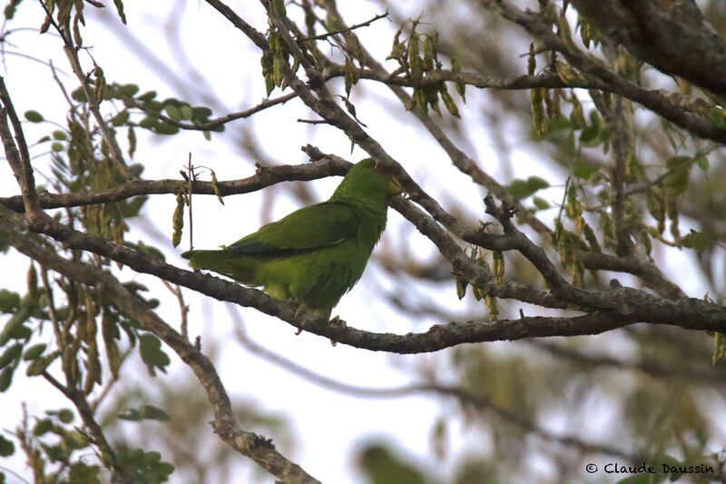 Amazone à lores rougesadulte