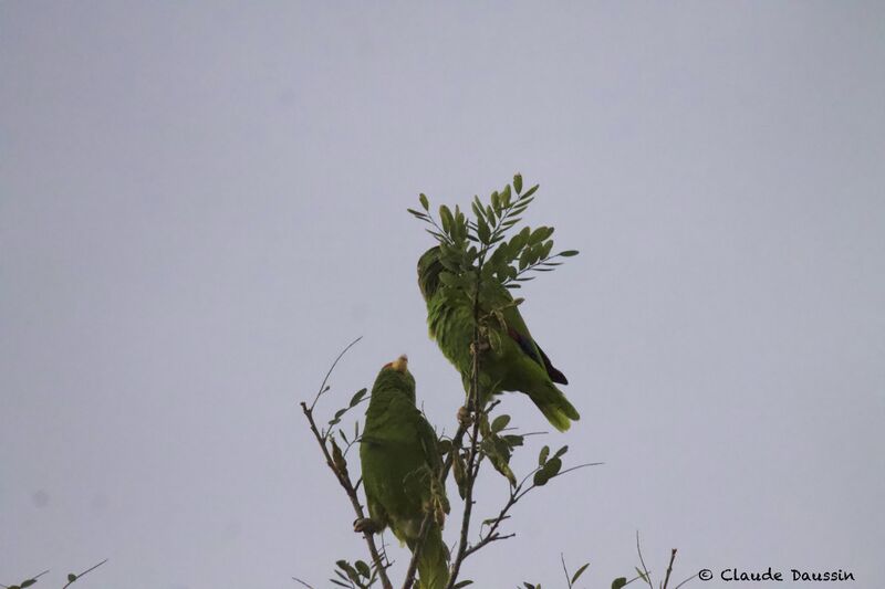 Amazone à lores rougesadulte