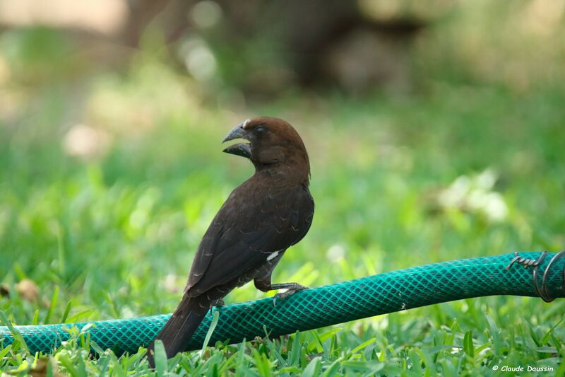 Thick-billed Weaver