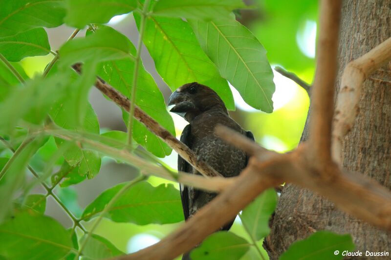 Thick-billed Weaver