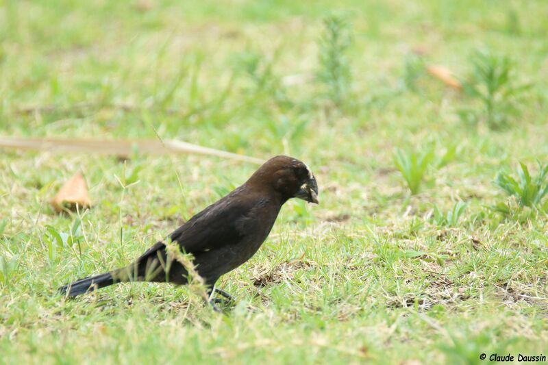 Thick-billed Weaver