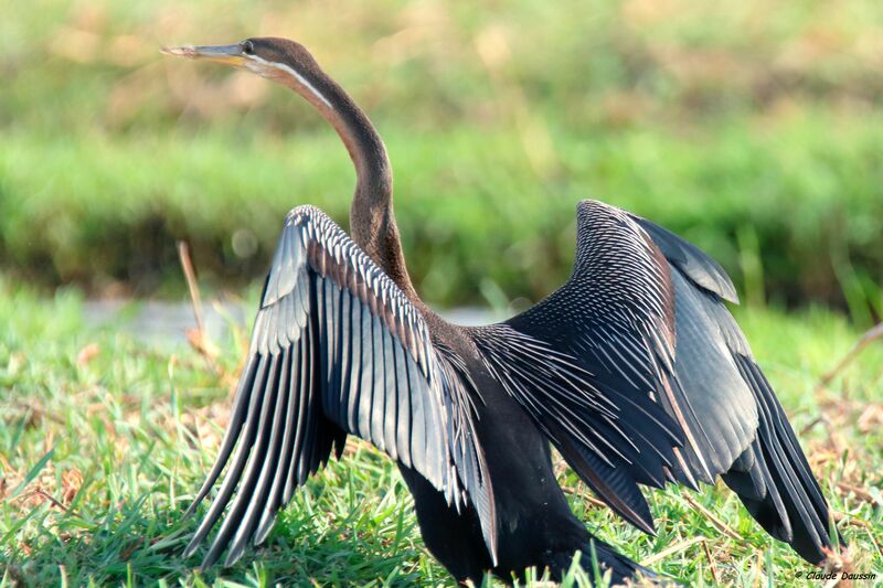 Anhinga d'Afrique