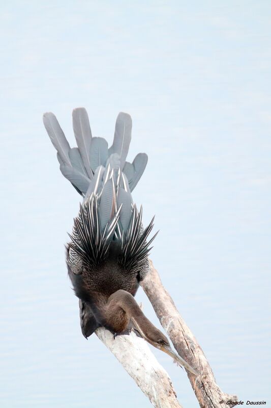 Anhinga d'Afrique