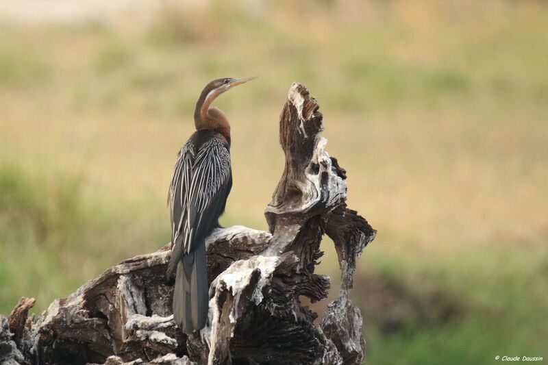 African Darter