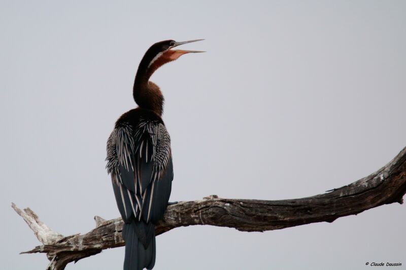 Anhinga d'Afrique