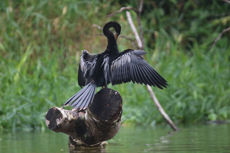 Anhinga d'Amériqueadulte