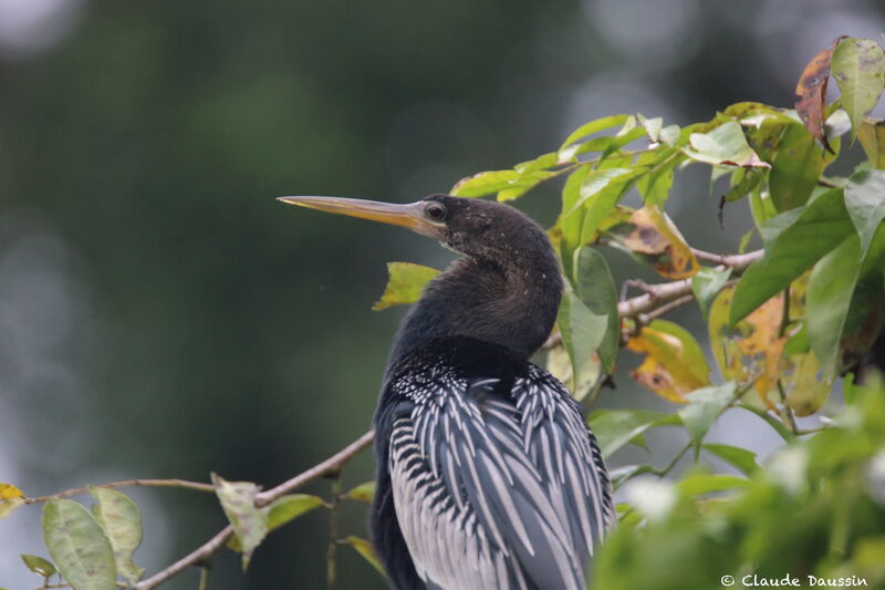 Anhinga d'Amériqueadulte