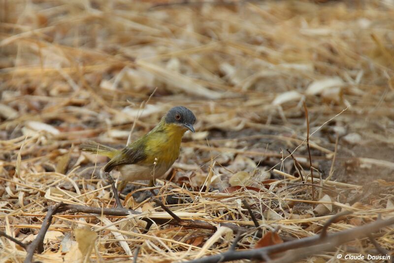 Apalis à gorge jaune