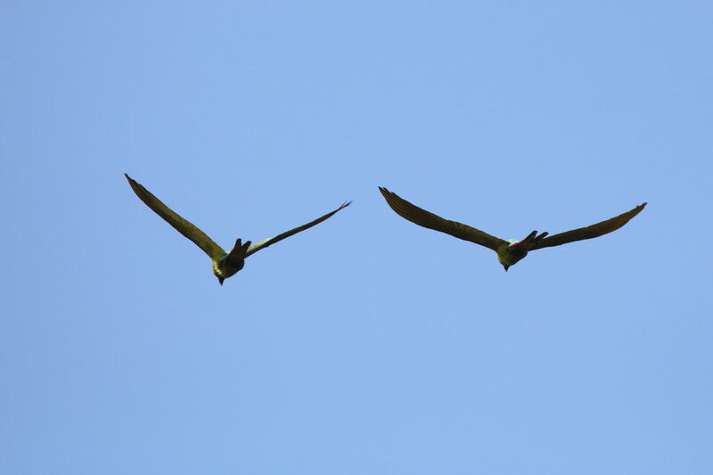 Great Green Macawadult, Flight