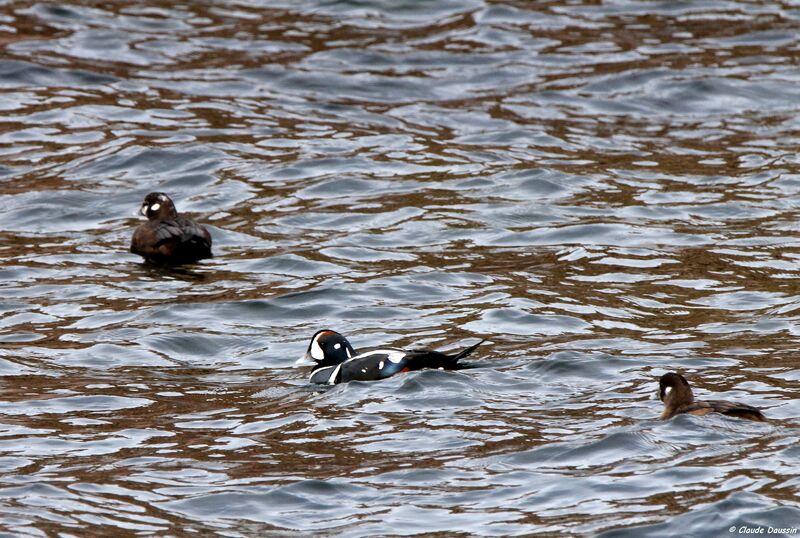 Harlequin Duck