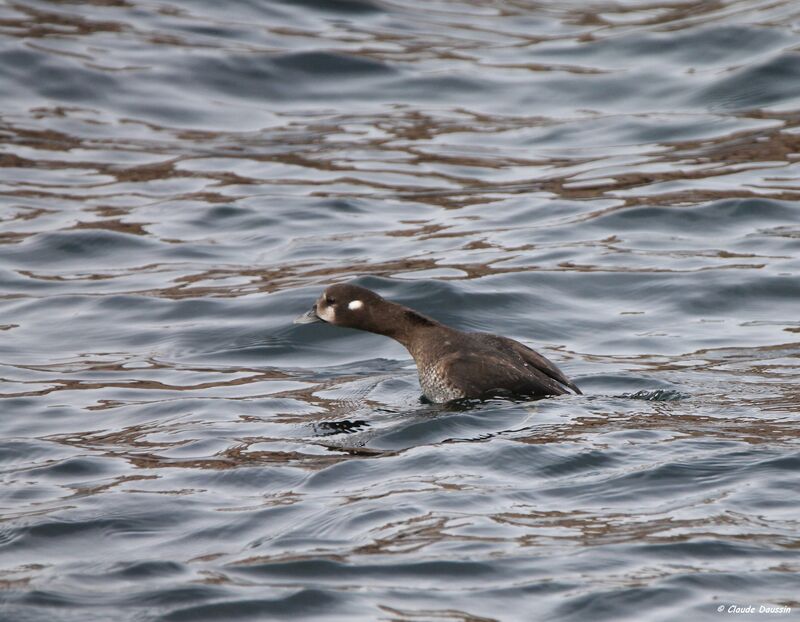 Harlequin Duck