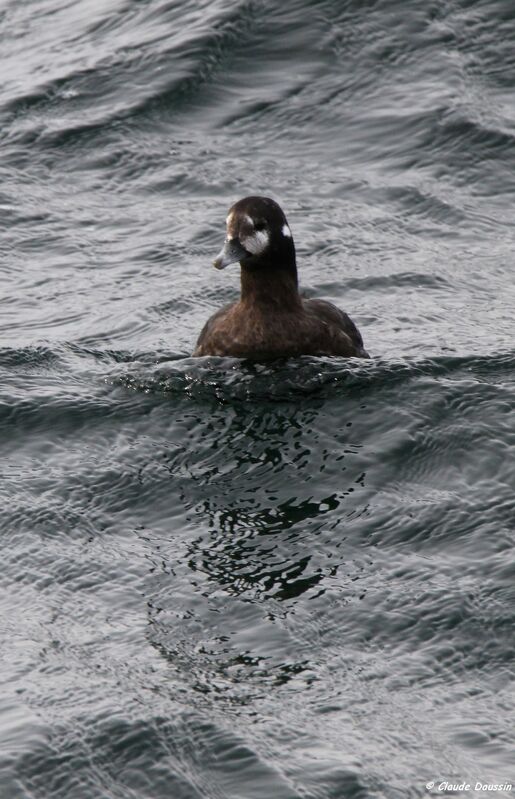 Harlequin Duck