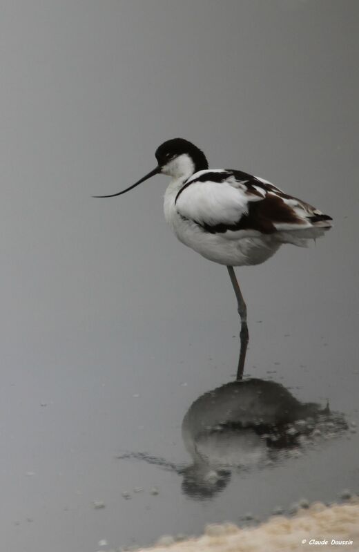 Avocette élégante