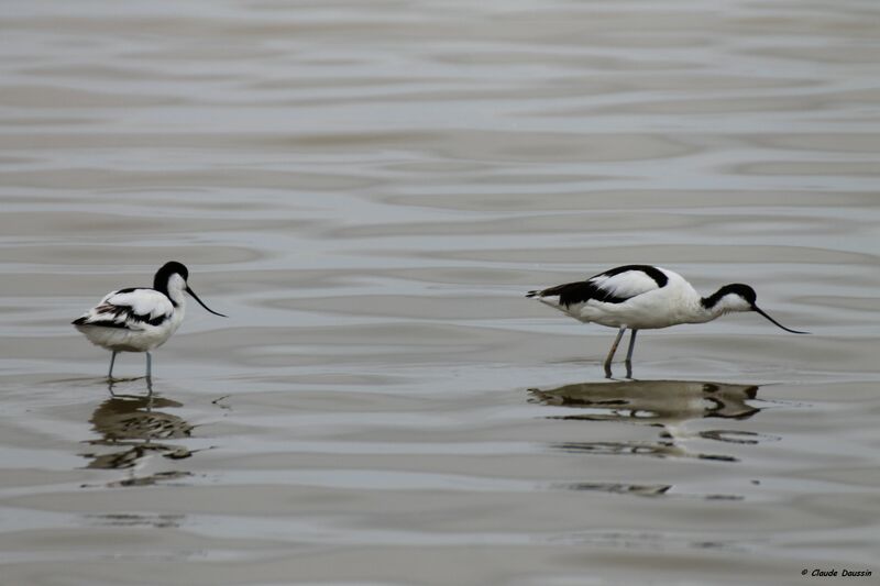 Avocette élégante