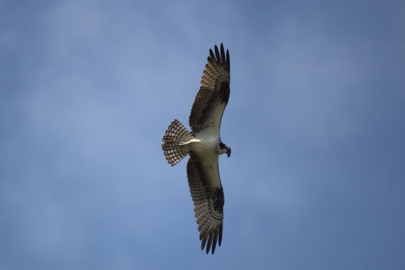 Balbuzard pêcheur mâle adulte