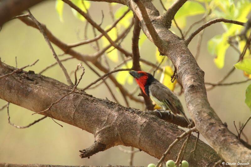 Black-collared Barbet