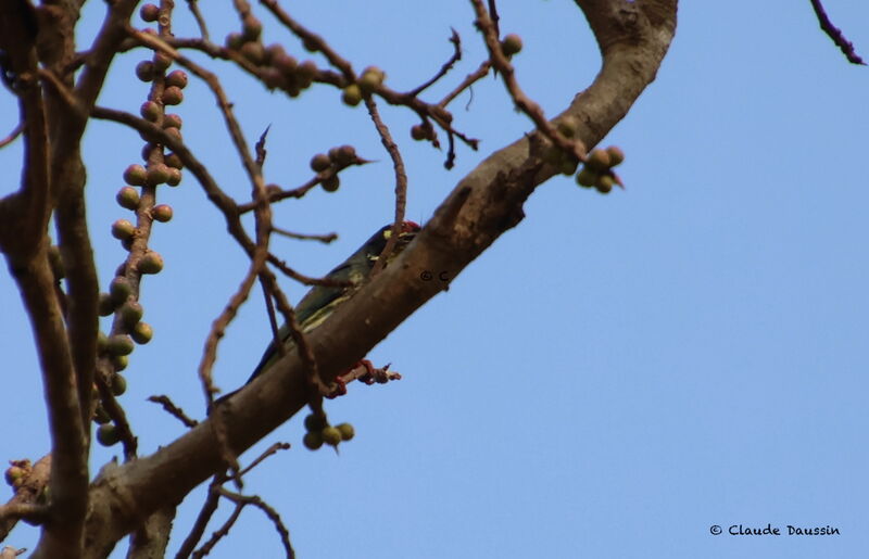 Coppersmith Barbet