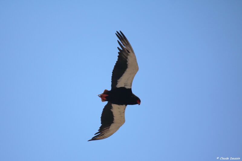 Bateleur