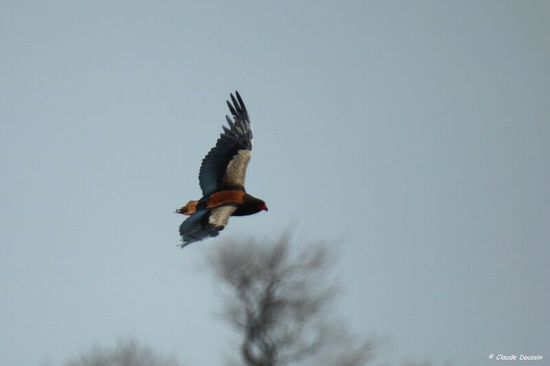 Bateleur des savanes