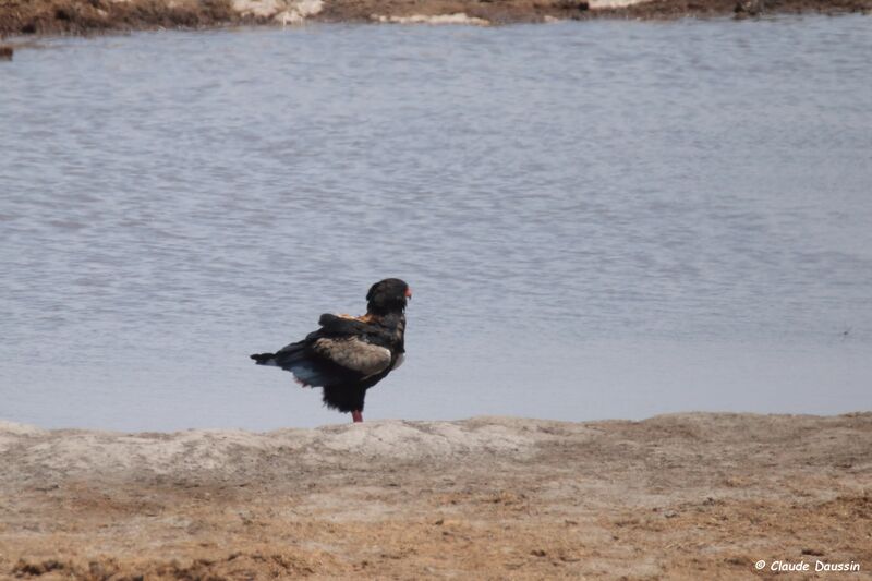 Bateleur