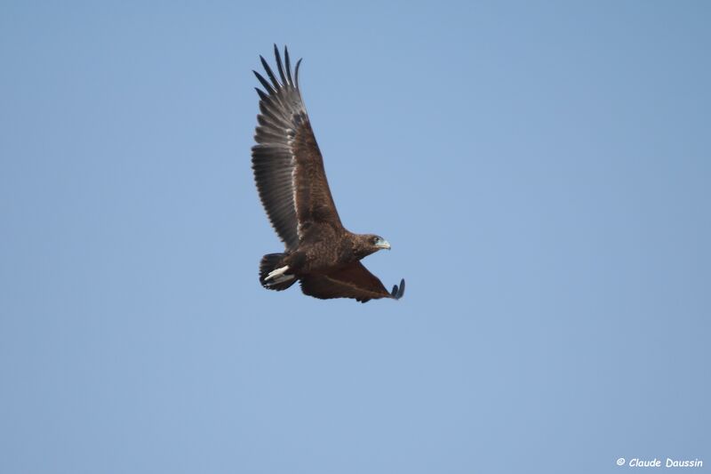 Bateleur des savanes