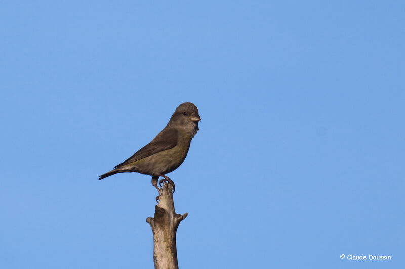 Red Crossbill