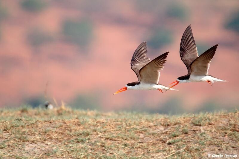 African Skimmer