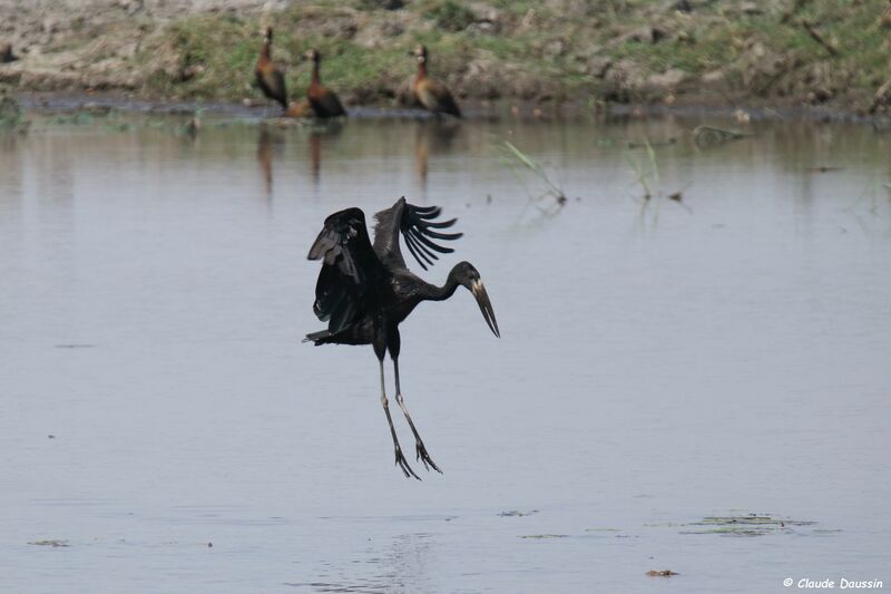 African Openbill