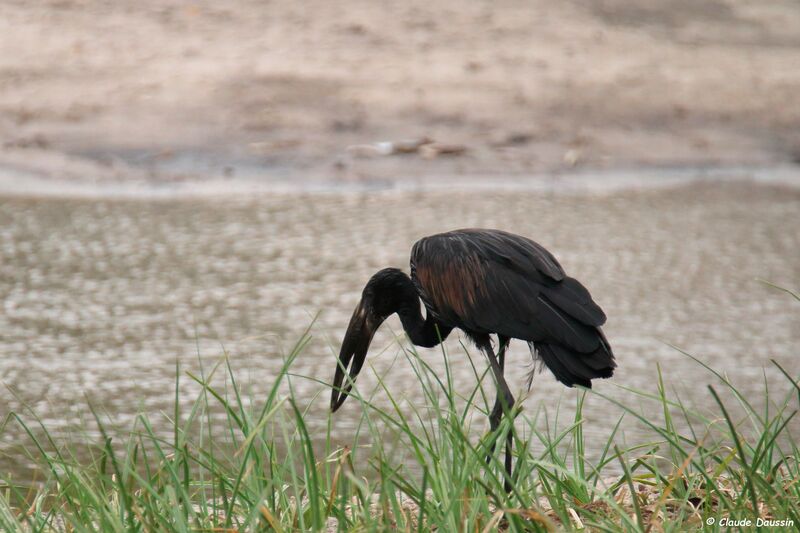 African Openbill