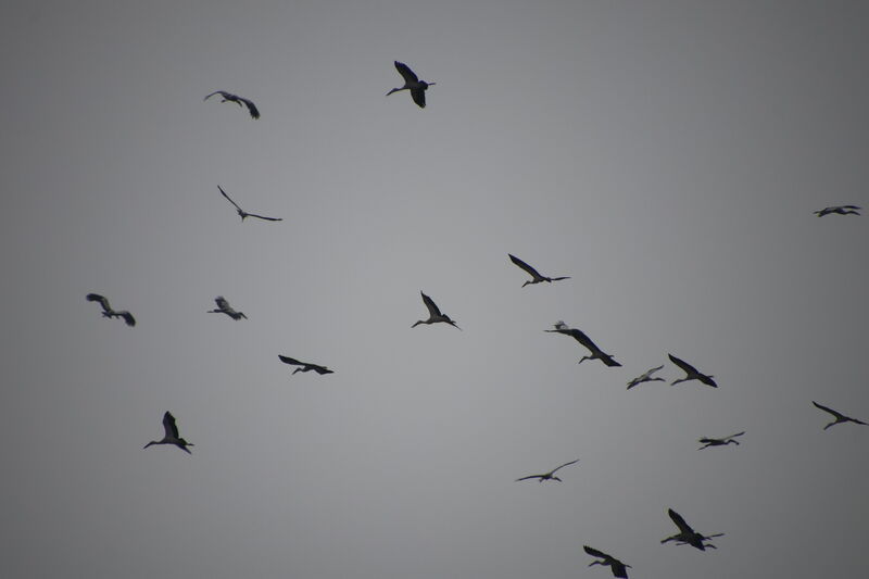 Asian Openbill, Flight